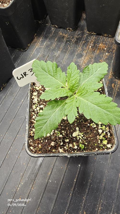 White Rhino (Green House Seeds). Week 2