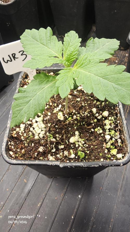 White Rhino (Green House Seeds). Week 2