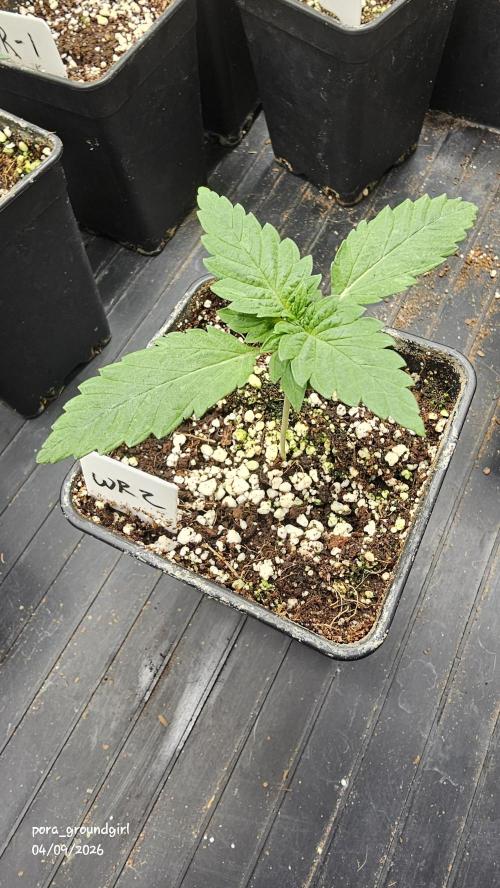 White Rhino (Green House Seeds). Week 2