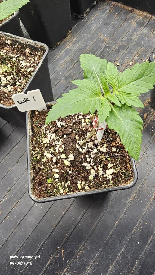 White Rhino (Green House Seeds). Week 2