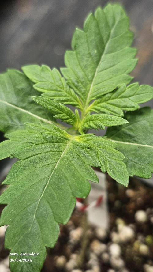 White Rhino (Green House Seeds). Week 2