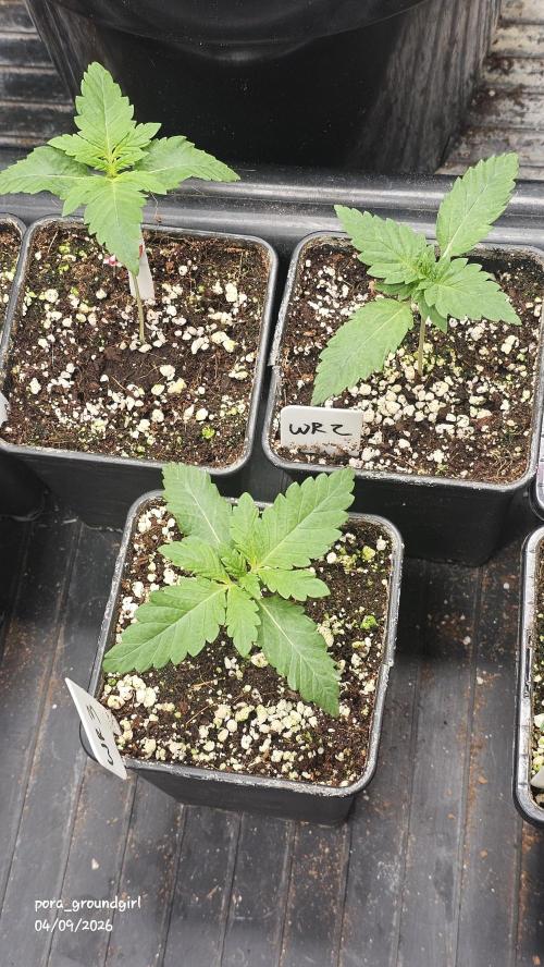 White Rhino (Green House Seeds). Week 2