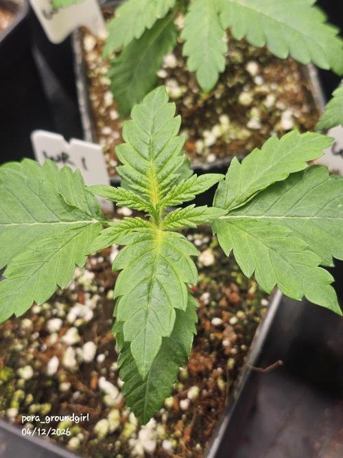 White Rhino (Green House Seeds). Week 2 - Update 
