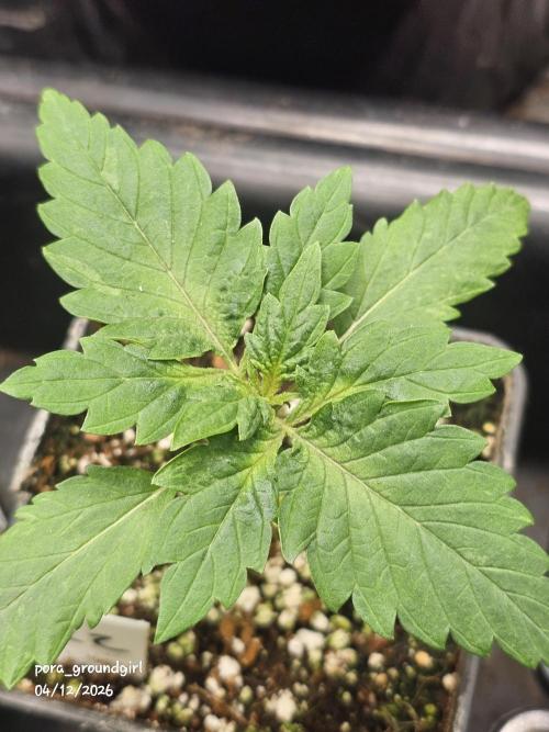 White Rhino (Green House Seeds). Week 2