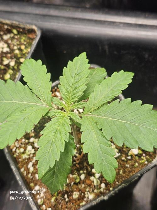 White Rhino (Green House Seeds). Week 2