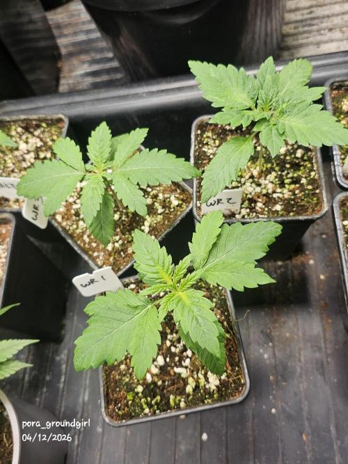 White Rhino (Green House Seeds). Week 2