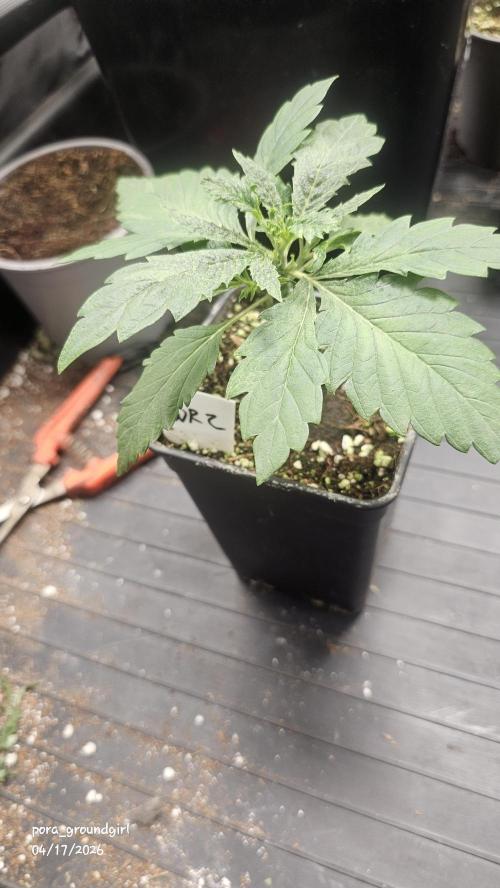 White Rhino (Green House Seeds). Week 3