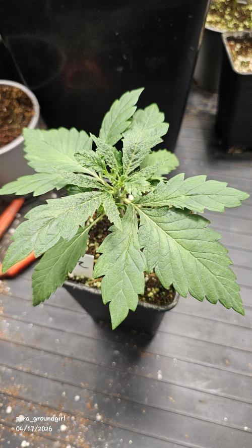 White Rhino (Green House Seeds). Week 3