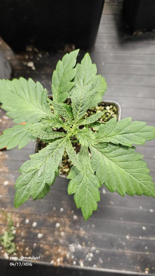 White Rhino (Green House Seeds). Week 3