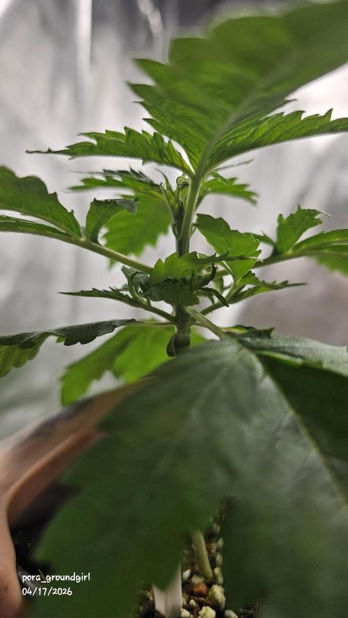 White Rhino (Green House Seeds). Week 3