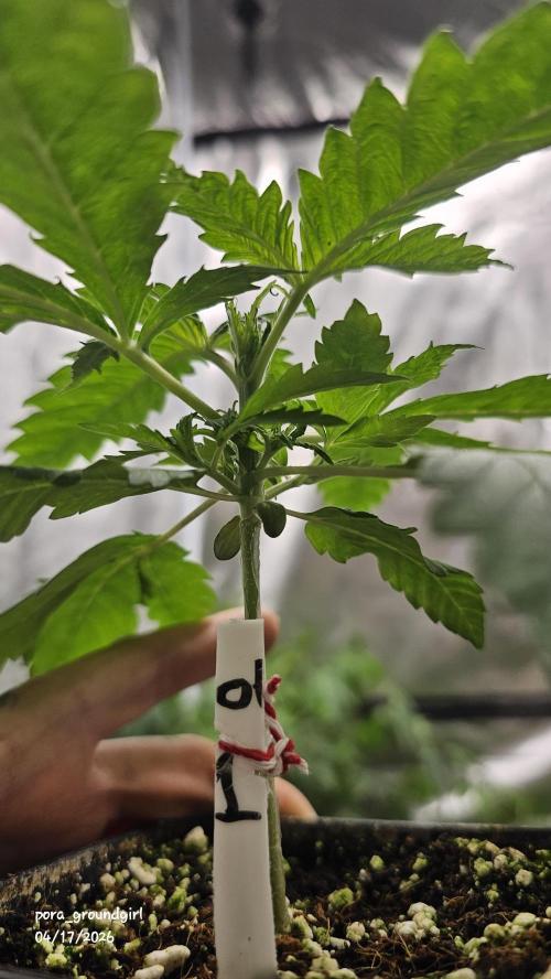 White Rhino (Green House Seeds). Week 3