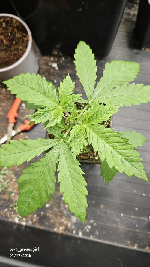 White Rhino (Green House Seeds). Week 3
