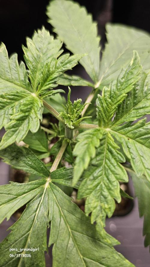 White Rhino (Green House Seeds). Week 3