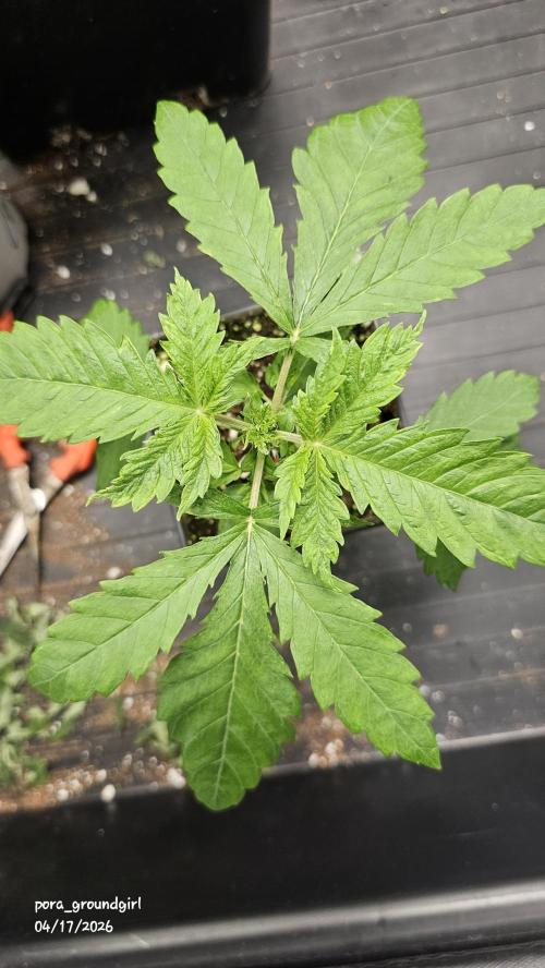 White Rhino (Green House Seeds). Week 3