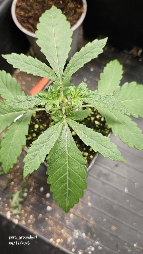 White Rhino (Green House Seeds). Week 3