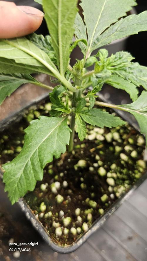 White Rhino (Green House Seeds). Week 3