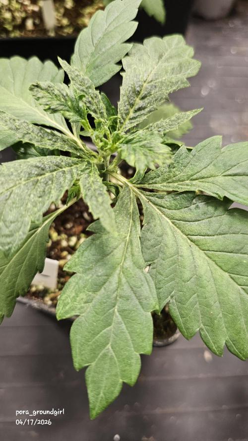 White Rhino (Green House Seeds). Week 3