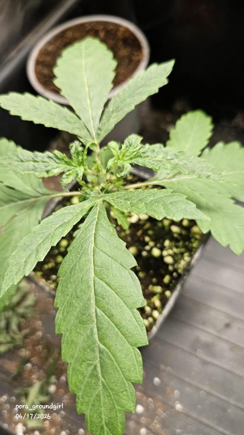 White Rhino (Green House Seeds). Week 3