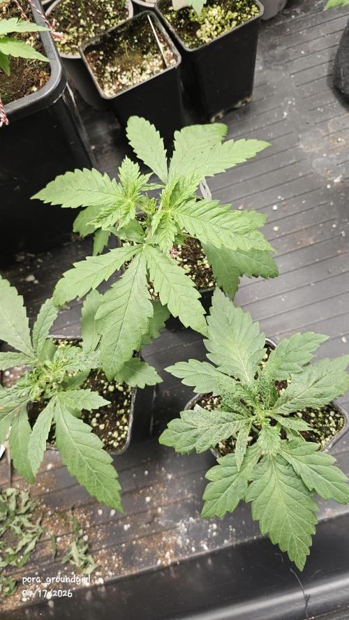 White Rhino (Green House Seeds). Week 3