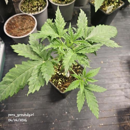 White Rhino (Green House Seeds). Week 4