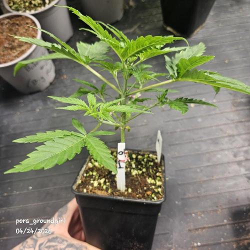 White Rhino (Green House Seeds). Week 4