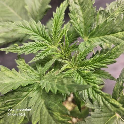 White Rhino (Green House Seeds). Week 4