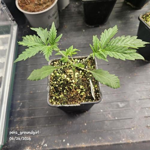 White Rhino (Green House Seeds). Week 4