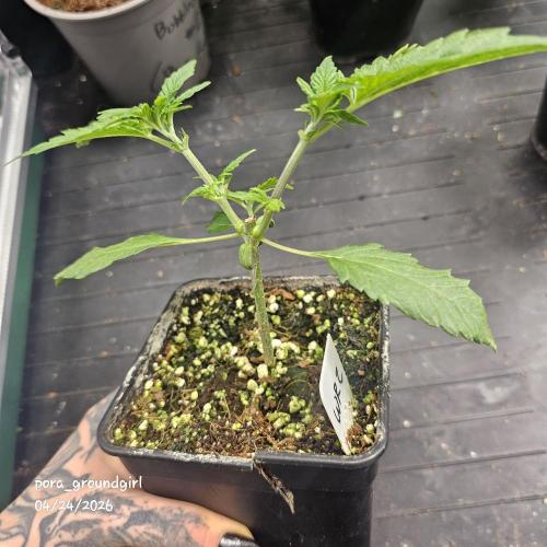 White Rhino (Green House Seeds). Week 4