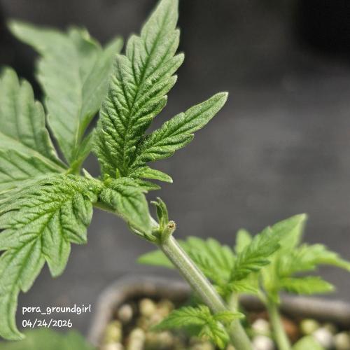 White Rhino (Green House Seeds). Week 4