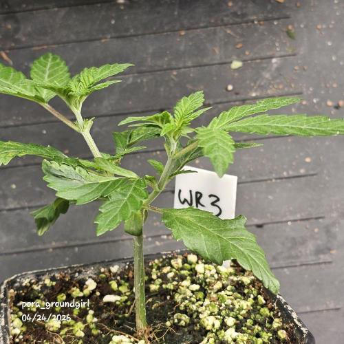 White Rhino (Green House Seeds). Week 4
