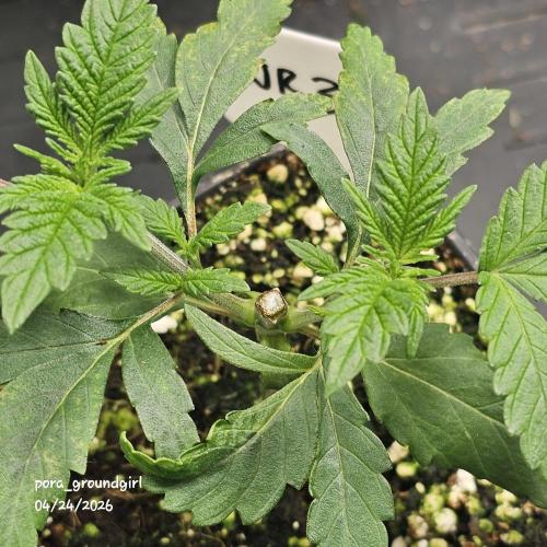 White Rhino (Green House Seeds). Week 4