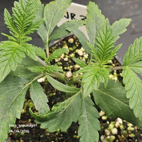 White Rhino (Green House Seeds). Week 4