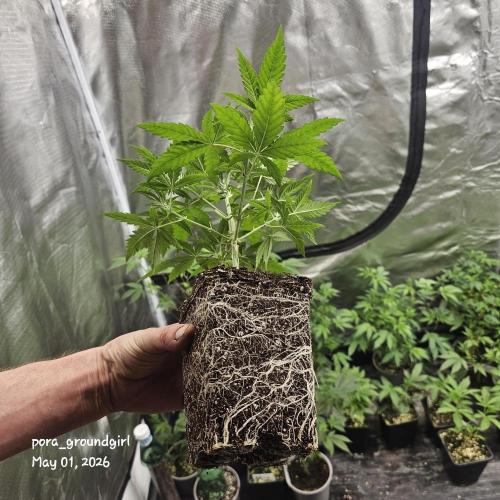 White Rhino (Green House Seeds). Week 5