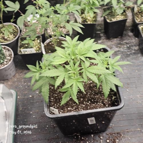 White Rhino (Green House Seeds). Week 5