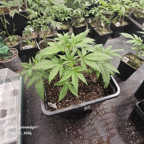 White Rhino (Green House Seeds). Week 5