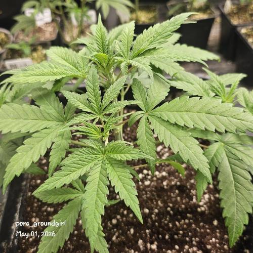 White Rhino (Green House Seeds). Week 5