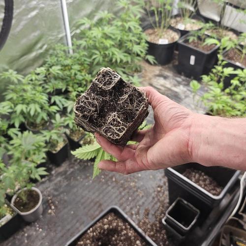 White Rhino (Green House Seeds). Week 5