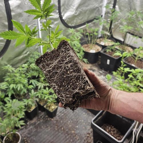 White Rhino (Green House Seeds). Week 5