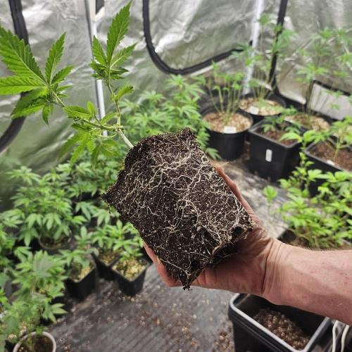 White Rhino (Green House Seeds). Week 5