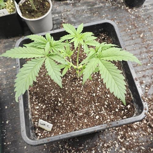 White Rhino (Green House Seeds). Week 5