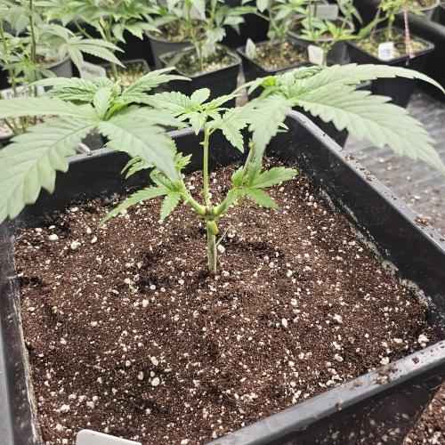 White Rhino (Green House Seeds). Week 5