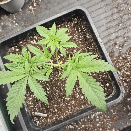White Rhino (Green House Seeds). Week 5