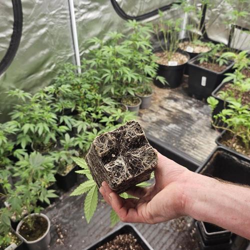 White Rhino (Green House Seeds). Week 5