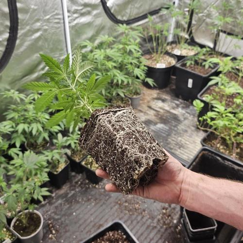 White Rhino (Green House Seeds). Week 5