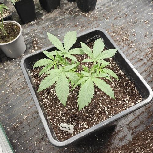 White Rhino (Green House Seeds). Week 5