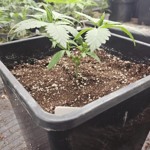 White Rhino (Green House Seeds). Week 5