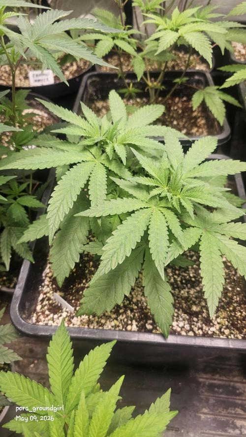 White Rhino (Green House Seeds). Week 6