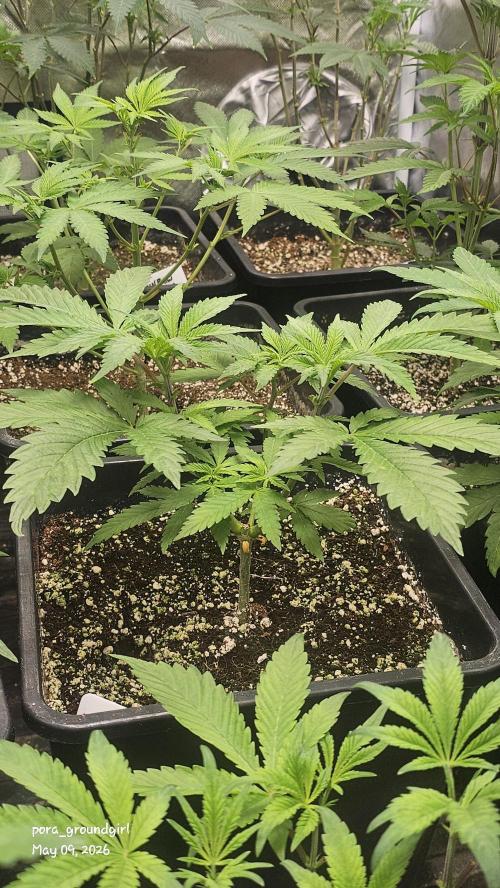 White Rhino (Green House Seeds). Week 6