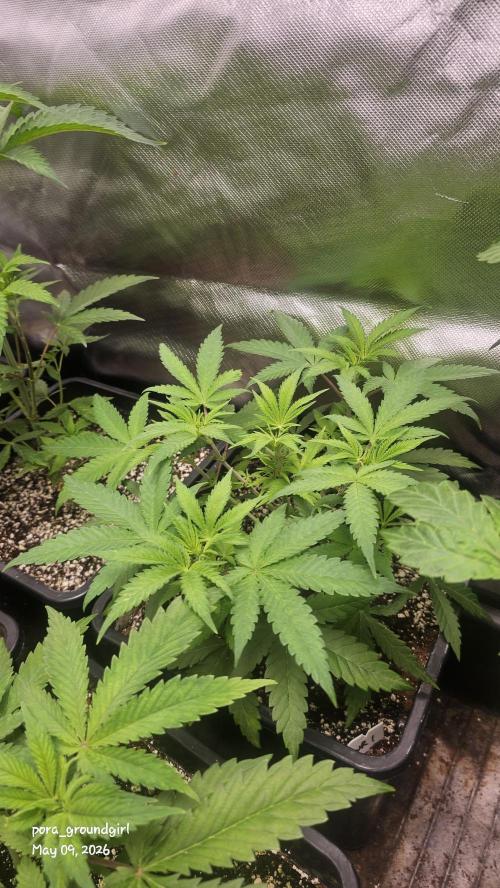 White Rhino (Green House Seeds). Week 6