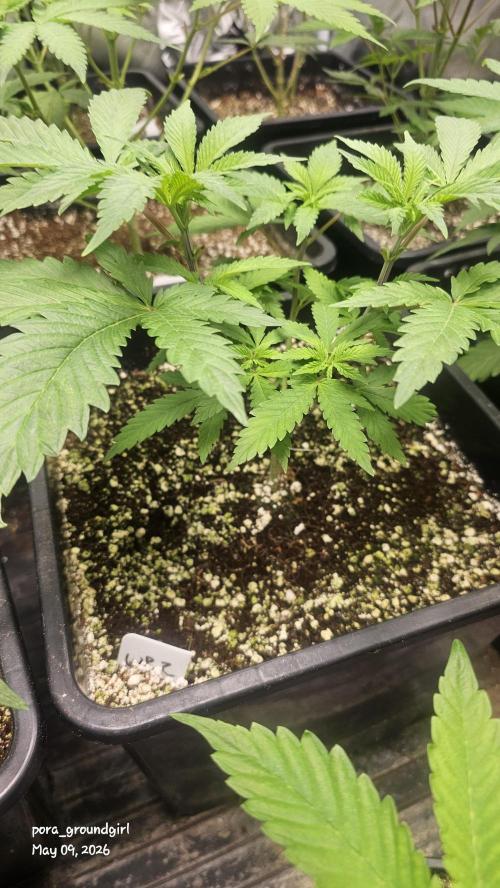 White Rhino (Green House Seeds). Week 6